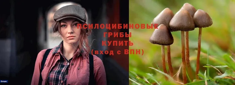 Галлюциногенные грибы Psilocybe  ОМГ ОМГ как зайти  Усолье-Сибирское 